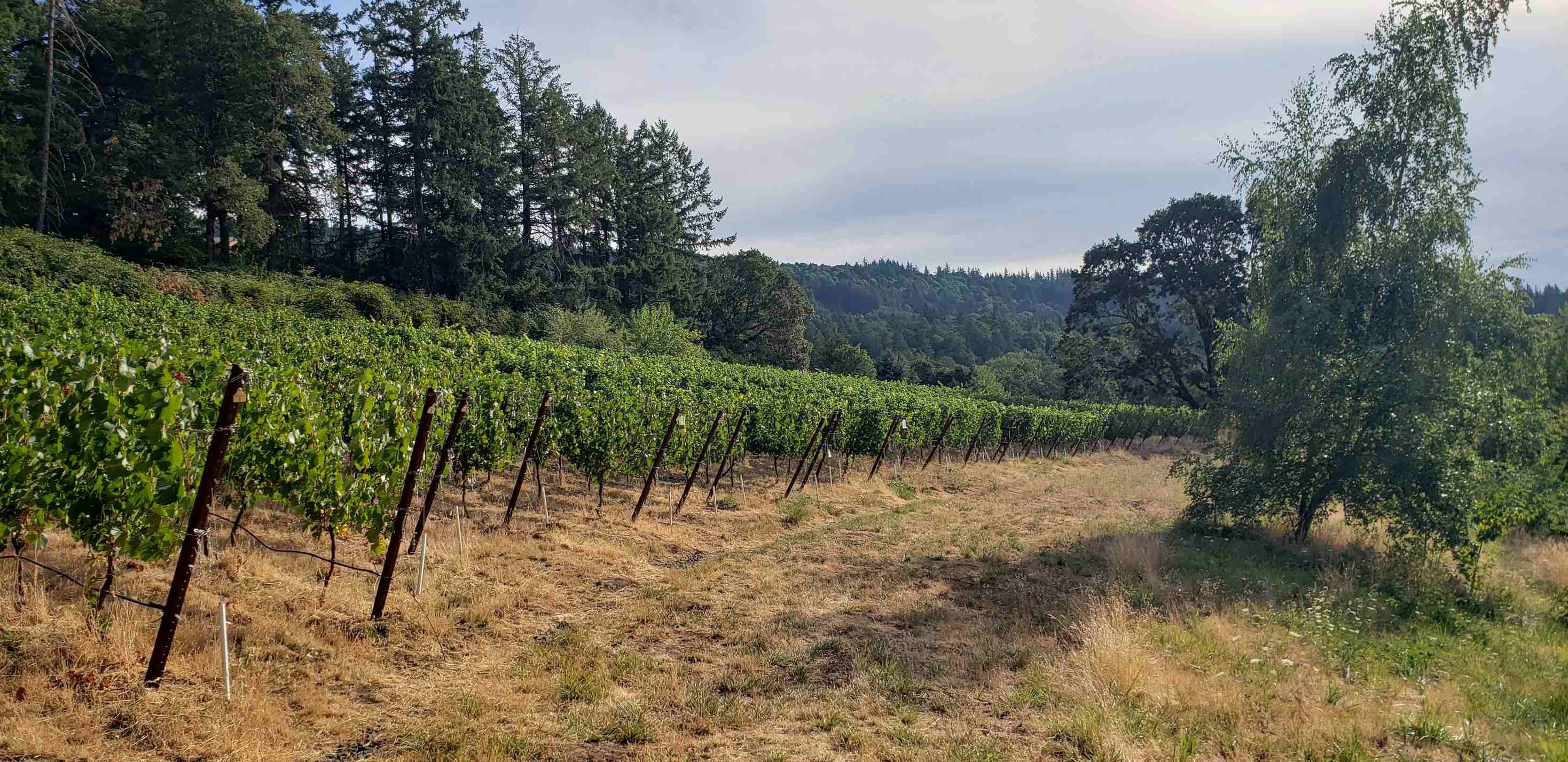 Chehalem Winds
